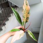 Philodendron / Filodendron CARAMEL MARBLE - obrazek 3