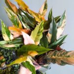 Philodendron / Filodendron CARAMEL MARBLE - obrazek 2