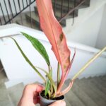 Philodendron / Filodendron CARAMEL MARBLE - obrazek 7