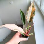 Philodendron / Filodendron CARAMEL MARBLE - obrazek 6