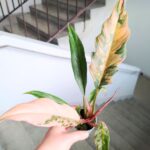 Philodendron / Filodendron CARAMEL MARBLE - obrazek 5