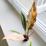 Philodendron / Filodendron CARAMEL MARBLE