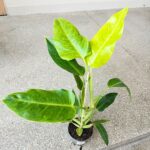 Filodendron / Philodendron Calkins Gold L - obrazek 2
