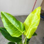Filodendron / Philodendron Calkins Gold L - obrazek 7