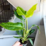 Filodendron / Philodendron Calkins Gold L - obrazek 6