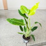 Filodendron / Philodendron Calkins Gold L