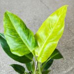 Filodendron / Philodendron Calkins Gold L - obrazek 4