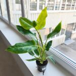 Filodendron / Philodendron Calkins Gold L - obrazek 3