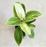 Philodendron / Filodendron Peridot - obrazek 4