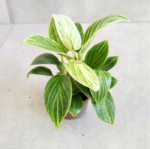Philodendron / Filodendron Peridot - obrazek 2