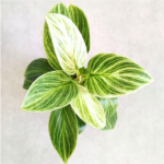 Philodendron / Filodendron Peridot