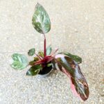 Filodendron / Philodendron Pink Princess Marble maluch - obrazek 2