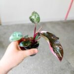 Filodendron / Philodendron Pink Princess Marble maluch - obrazek 4