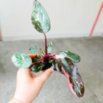 Filodendron / Philodendron Pink Princess Marble maluch - obrazek 3