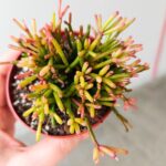 Rhipsalis clavata - obrazek 13