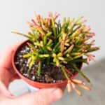 Rhipsalis clavata - obrazek 12