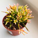 Rhipsalis clavata