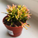 Rhipsalis clavata - obrazek 10