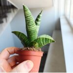 Sansevieria / Sansewieria hybrid GOJO - obrazek 2