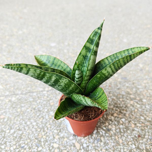 sansewieria sansevieria gojo (2) Sansevieria / Sansewieria hybrid GOJO - obrazek 1