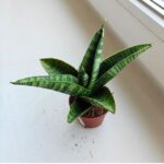 Sansevieria / Sansewieria hybrid GOJO - obrazek 5
