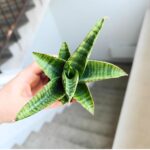 Sansevieria / Sansewieria hybrid GOJO - obrazek 4