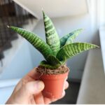 Sansevieria / Sansewieria hybrid GOJO - obrazek 3