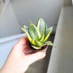 Sansewieria / Sansevieria hahnii golden - obrazek 2