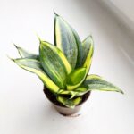Sansewieria / Sansevieria hahnii golden
