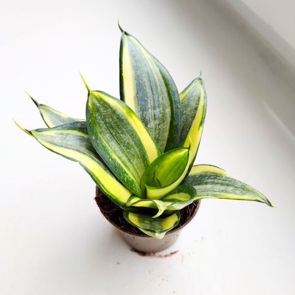 sansewieria sansevieria hahni golden (2) Sansewieria / Sansevieria hahnii golden - obrazek 1