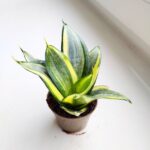 Sansewieria / Sansevieria hahnii golden - obrazek 4