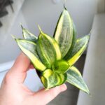 Sansewieria / Sansevieria hahnii golden - obrazek 3