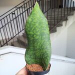 Sansewieria / Sansevieria masoniana CONGO "Łopata"/ Whale leaf - obrazek 6