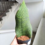 Sansewieria / Sansevieria masoniana CONGO "Łopata"/ Whale leaf - obrazek 5