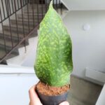 Sansewieria / Sansevieria masoniana CONGO "Łopata"/ Whale leaf - obrazek 4