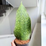 Sansewieria / Sansevieria masoniana CONGO "Łopata"/ Whale leaf - obrazek 3