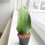Sansewieria / Sansevieria masoniana CONGO "Łopata"/ Whale leaf