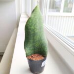 Sansewieria / Sansevieria masoniana CONGO "Łopata"/ Whale leaf - obrazek 7