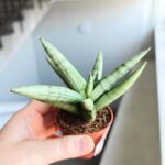 Sansevieria / Sansewieria hybrid SILVER CROWN - obrazek 3