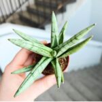 Sansevieria / Sansewieria hybrid SILVER CROWN - obrazek 5