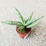 Sansevieria / Sansewieria hybrid SILVER CROWN