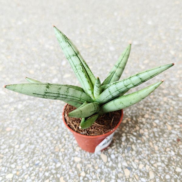 sansewieria sansevieria silver crown (3) Sansevieria / Sansewieria hybrid SILVER CROWN - obrazek 1