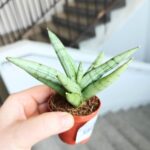 Sansevieria / Sansewieria hybrid SILVER CROWN - obrazek 4