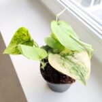 Scindapsus JADE SATIN - obrazek 3