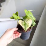 Scindapsus JADE SATIN - obrazek 2