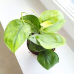 Scindapsus JADE SATIN - obrazek 6