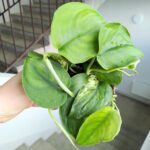 Scindapsus JADE SATIN - obrazek 5