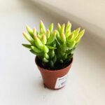 Sedum Morganarium S - obrazek 2