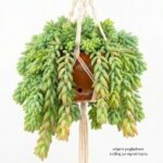 Sedum Morganarium S