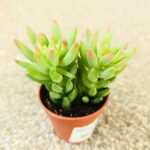 Sedum Morganarium S - obrazek 6